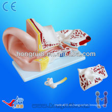 Modelo anatómico de oído grande de ISO, modelo de oído anatómico, oído de la anatomía